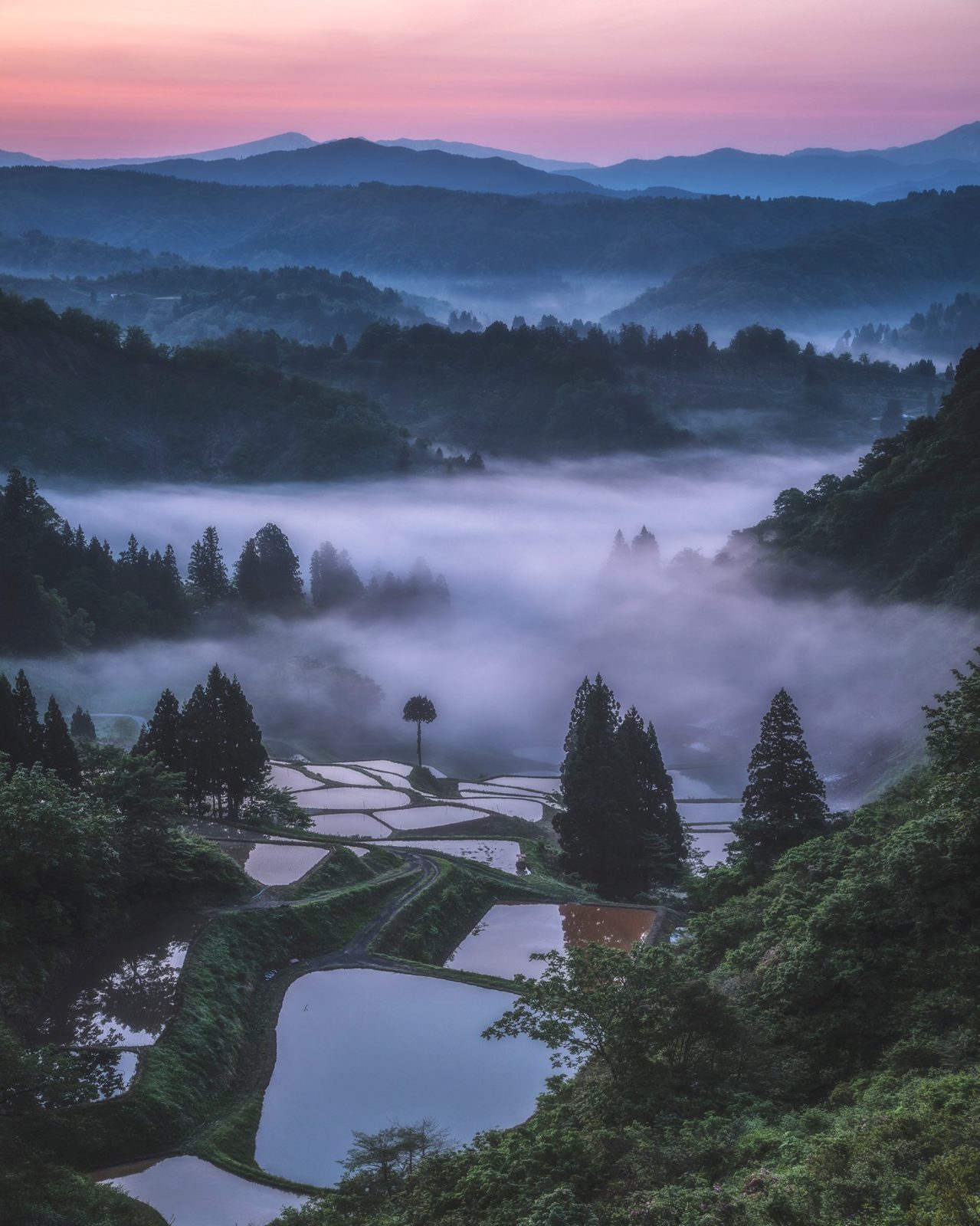 山古志 棚田を包む朝霧雲海（山古志村・新潟県）