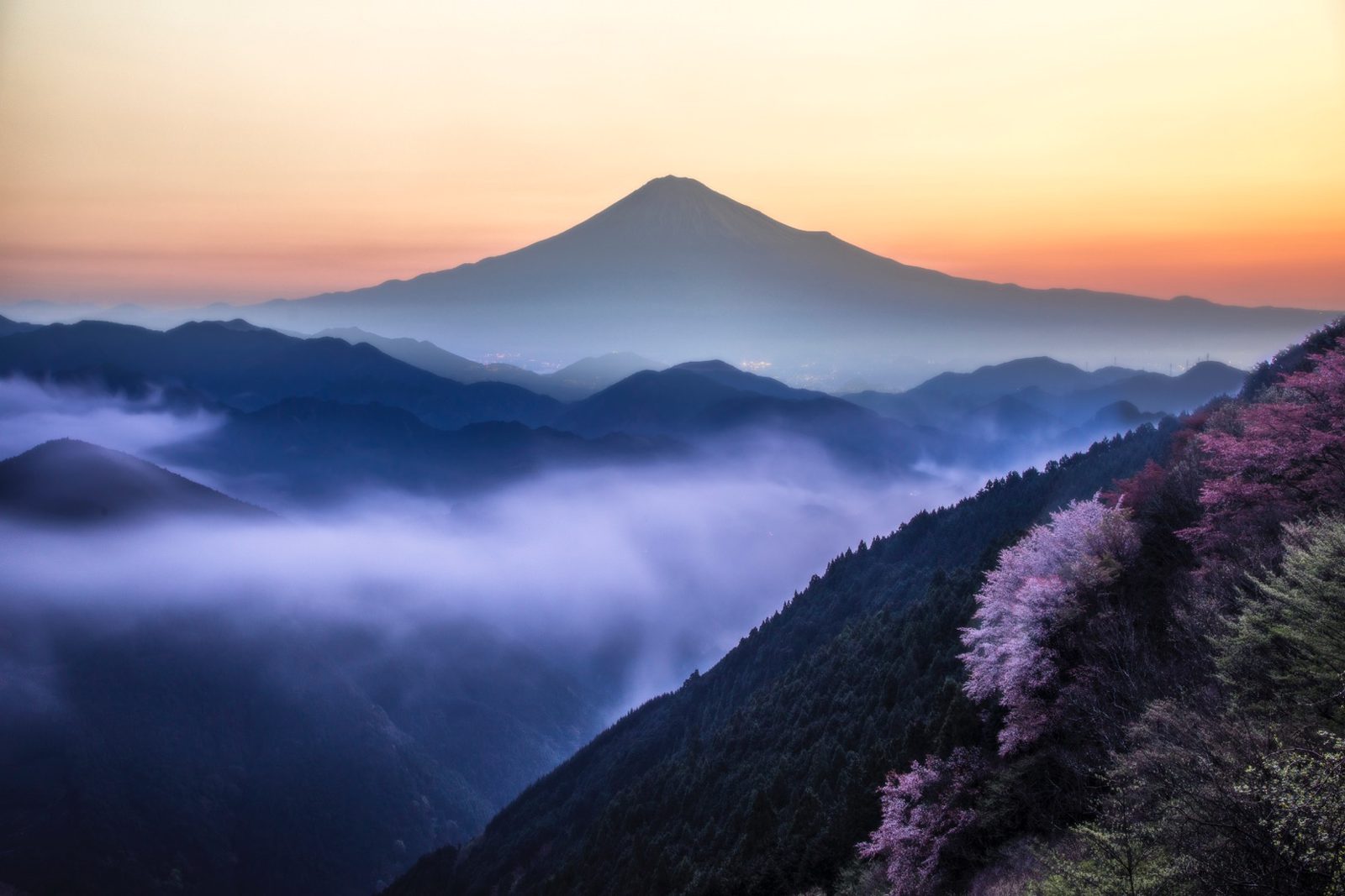 桜と富士、吉原の春雲海（吉原（静岡市清水区）・静岡県）